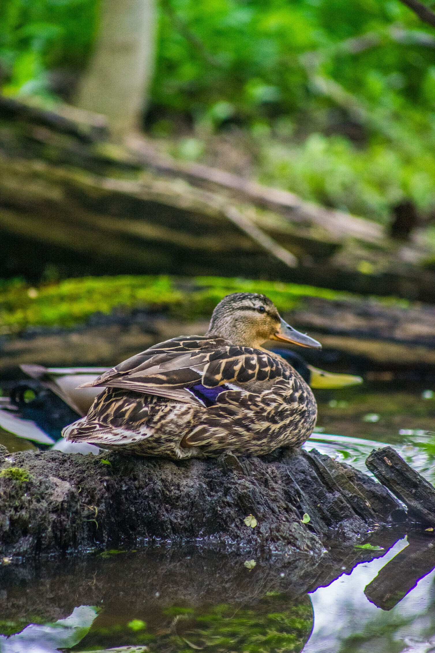 Wildlife photography submission